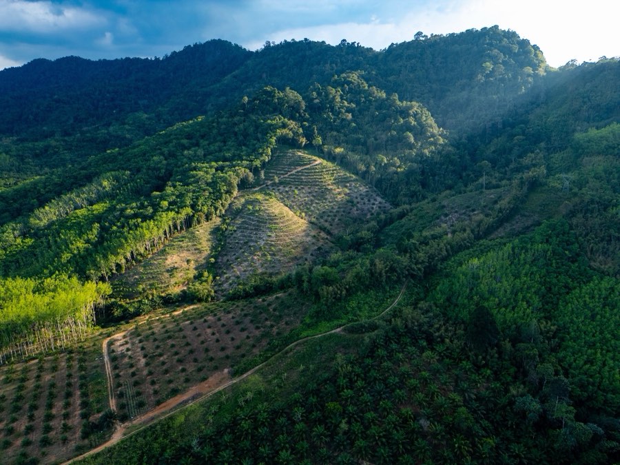 World, Spring 2025, Thailand. Photograph by Jordy Meow