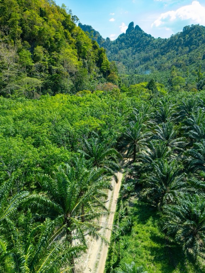 World, Spring 2025, Thailand. Photograph by Jordy Meow