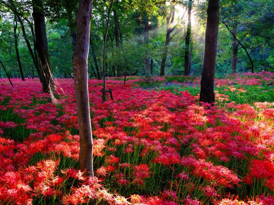 Japan, Autumn 2022. Photograph by Jordy Meow