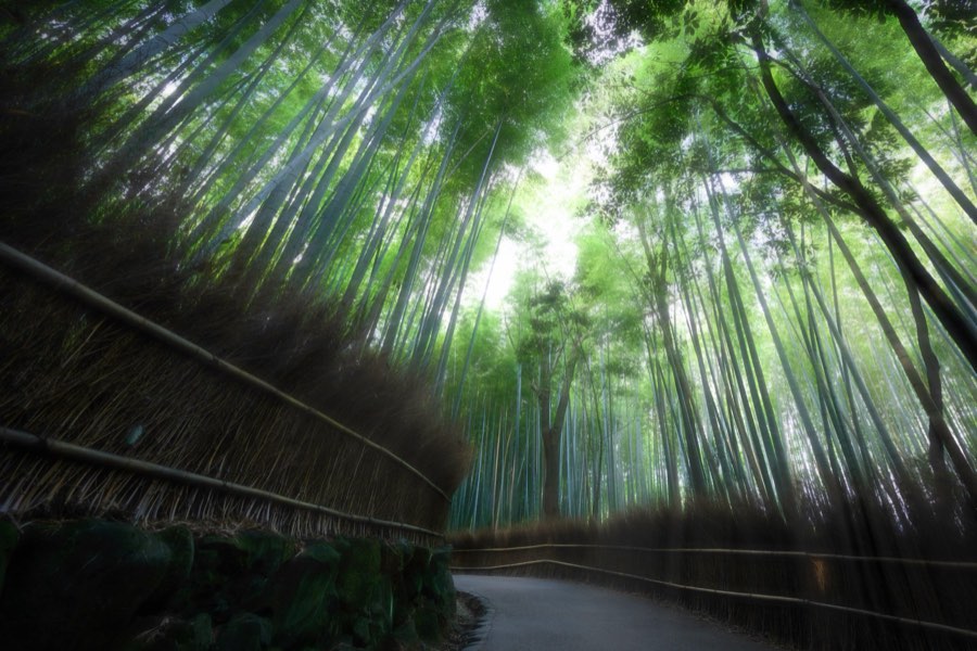Japan, Autumn 2014. Photograph by Jordy Meow
