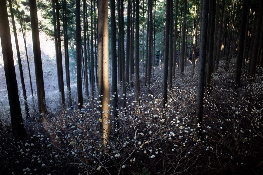 Aichi, Spring 2019, Japan. Photograph by Jordy Meow