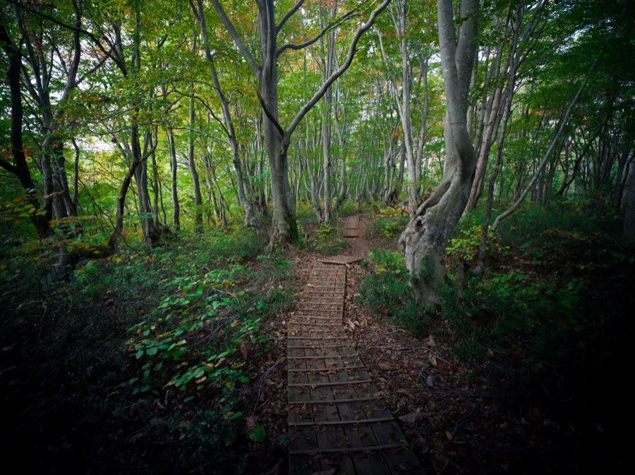 Akita, Autumn 2020, Japan. Photograph by Jordy Meow
