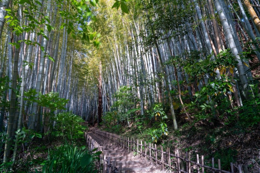 Chiba, Spring 2024, Japan. Photograph by Jordy Meow