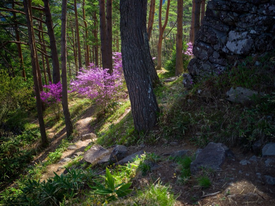 Gifu, Spring 2020, Japan. Photograph by Jordy Meow