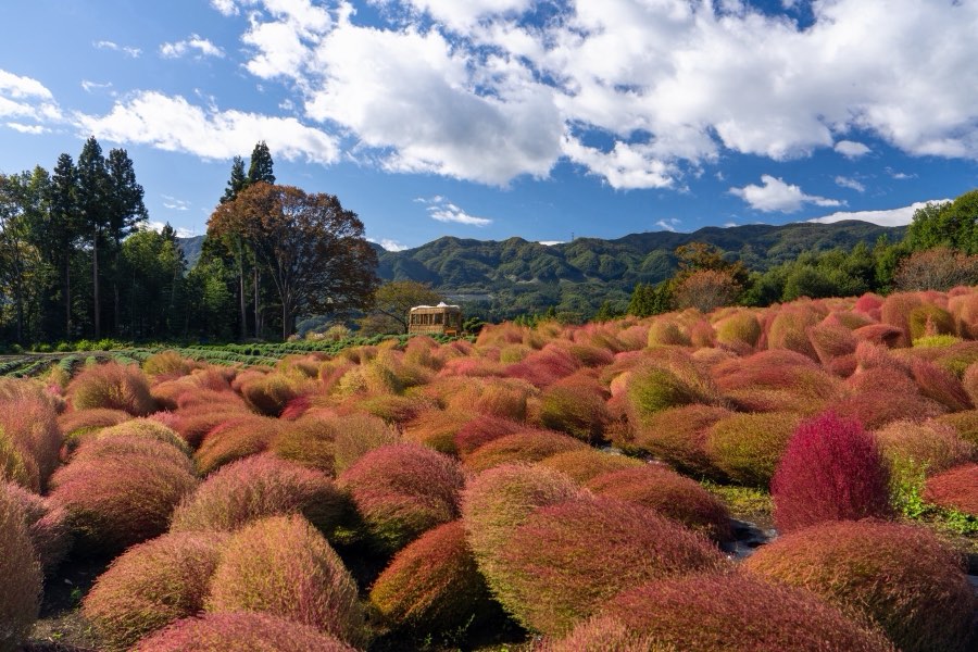 Gunma, Autumn 2023, Japan. Photograph by Jordy Meow