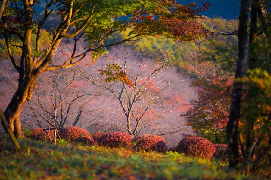Gunma, Autumn 2013, Japan. Photograph by Jordy Meow