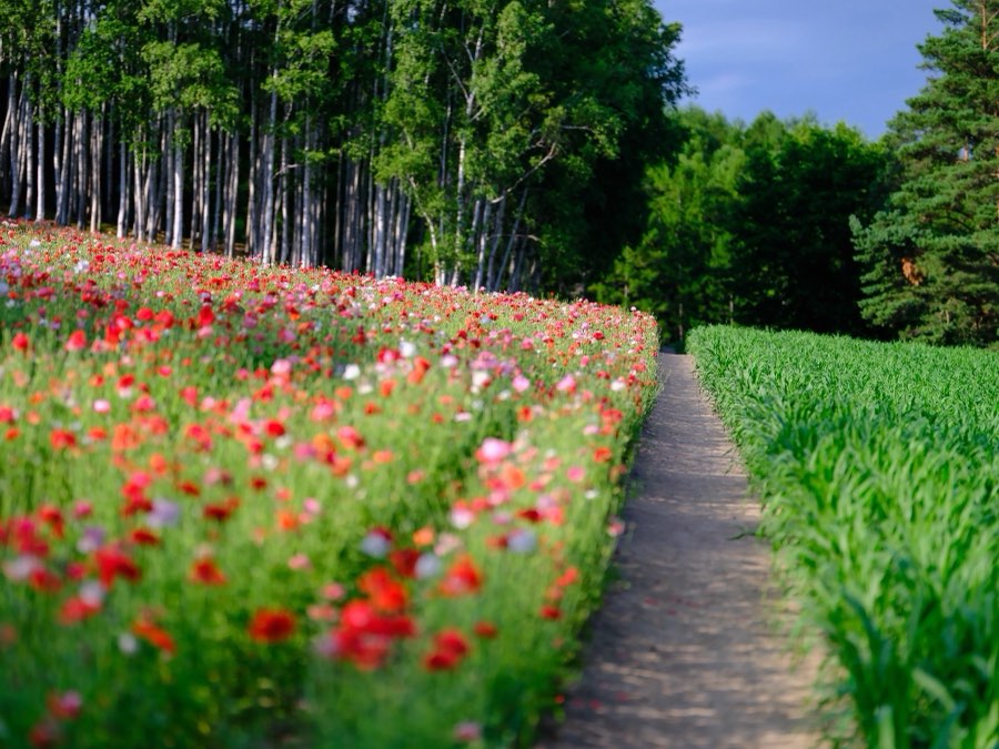 Hokkaido, Summer 2021, Japan. Photograph by Jordy Meow