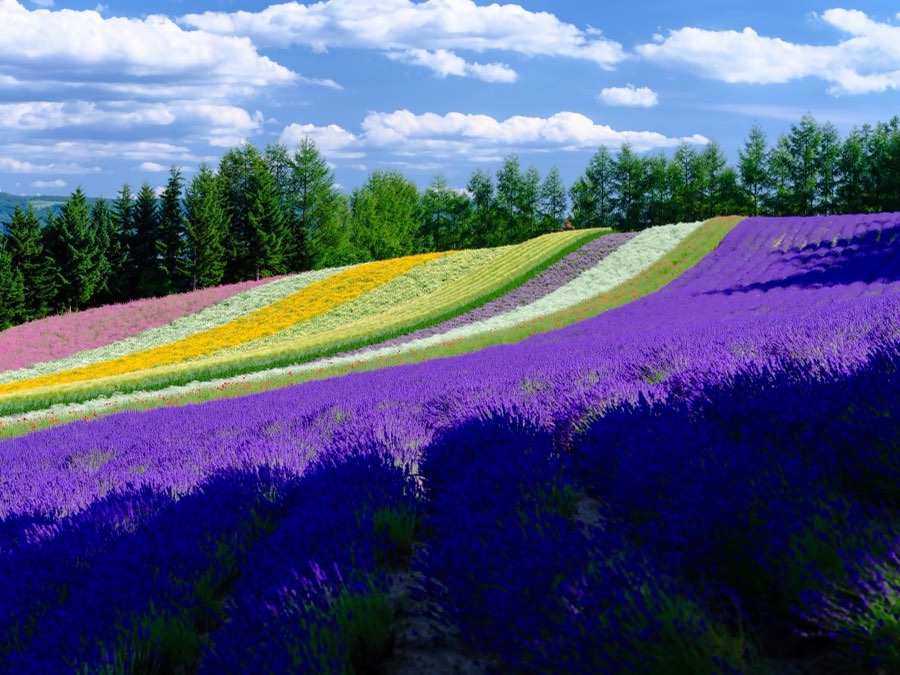 Hokkaido, Summer 2021, Japan. Photograph by Jordy Meow