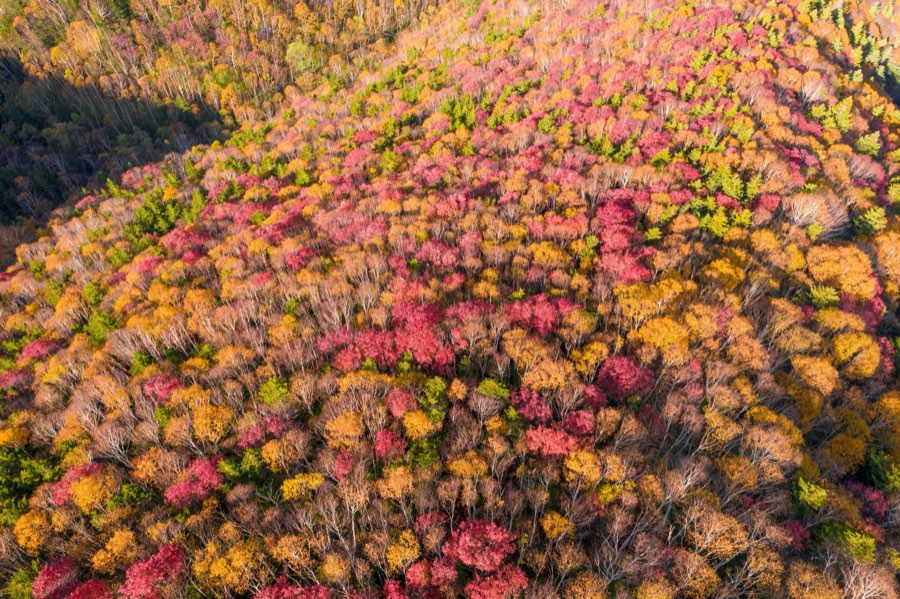 Hokkaido, Autumn 2018, Japan. Photograph by Jordy Meow