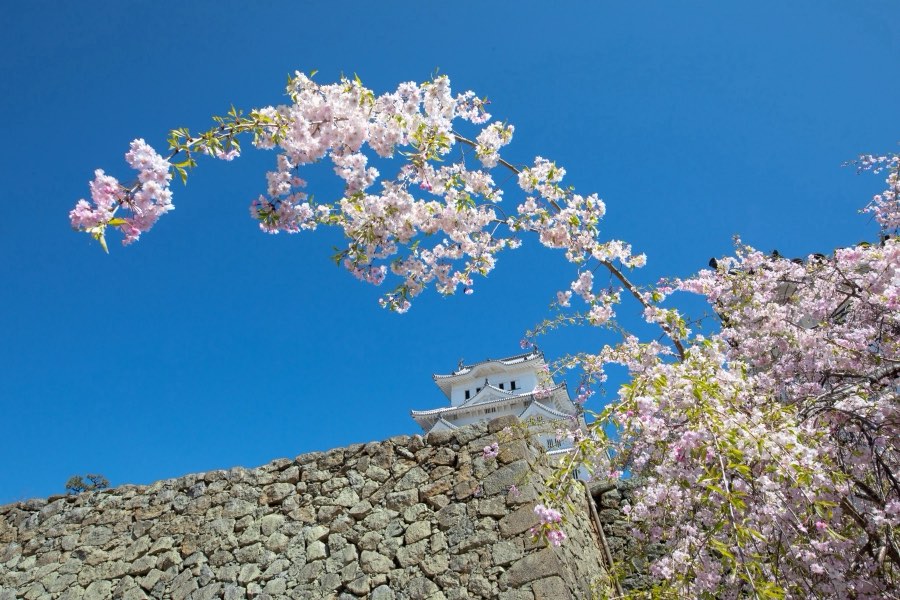 Hyogo, Spring 2019, Japan. Photograph by Jordy Meow
