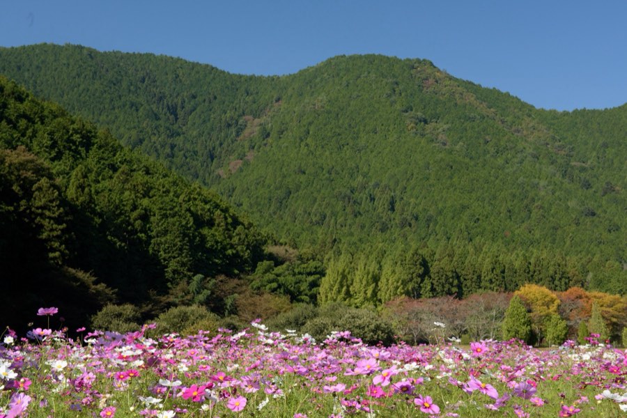 Hyogo, Autumn 2015, Japan. Photograph by Jordy Meow