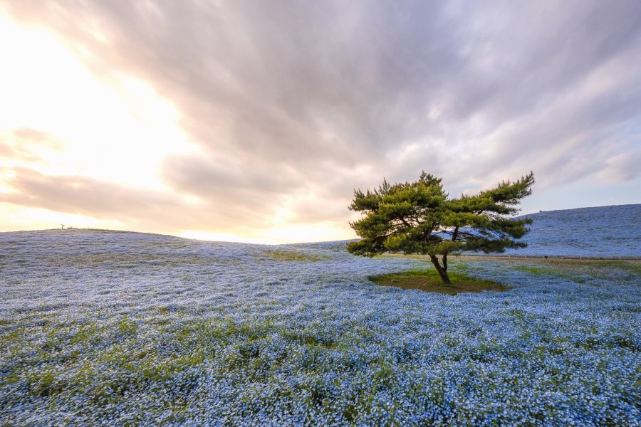 Ibaraki, Spring 2017, Japan. Photograph by Jordy Meow