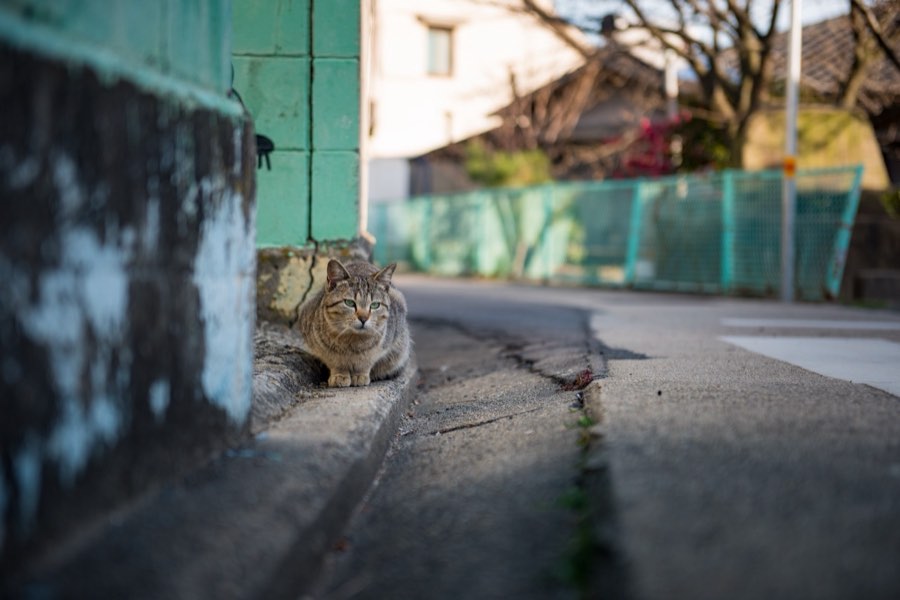 Kagawa, Spring 2016, Japan. Photograph by Jordy Meow