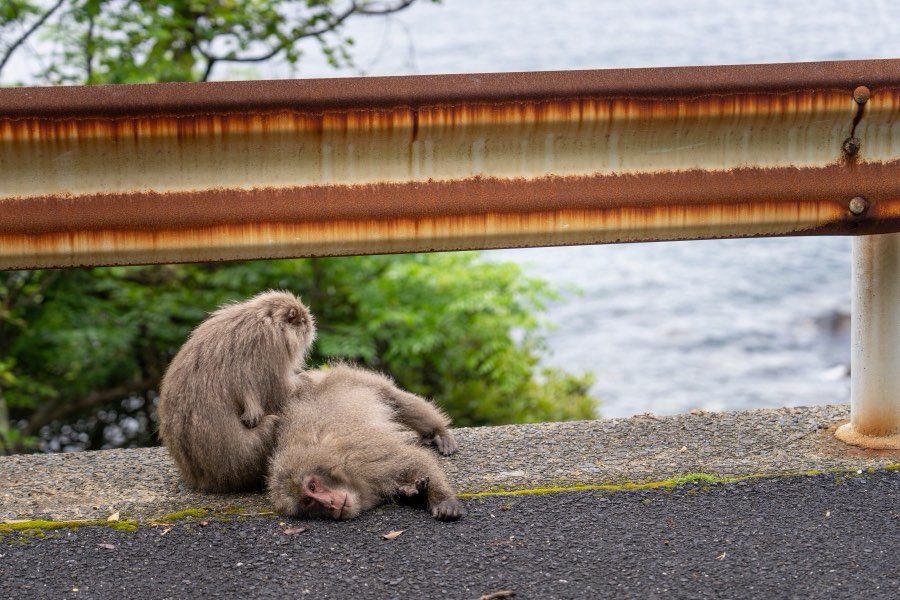 Kagoshima, Spring 2025, Japan. Photograph by Jordy Meow