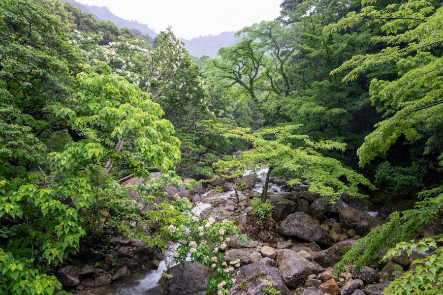 Kagoshima, Spring 2025, Japan. Photograph by Jordy Meow