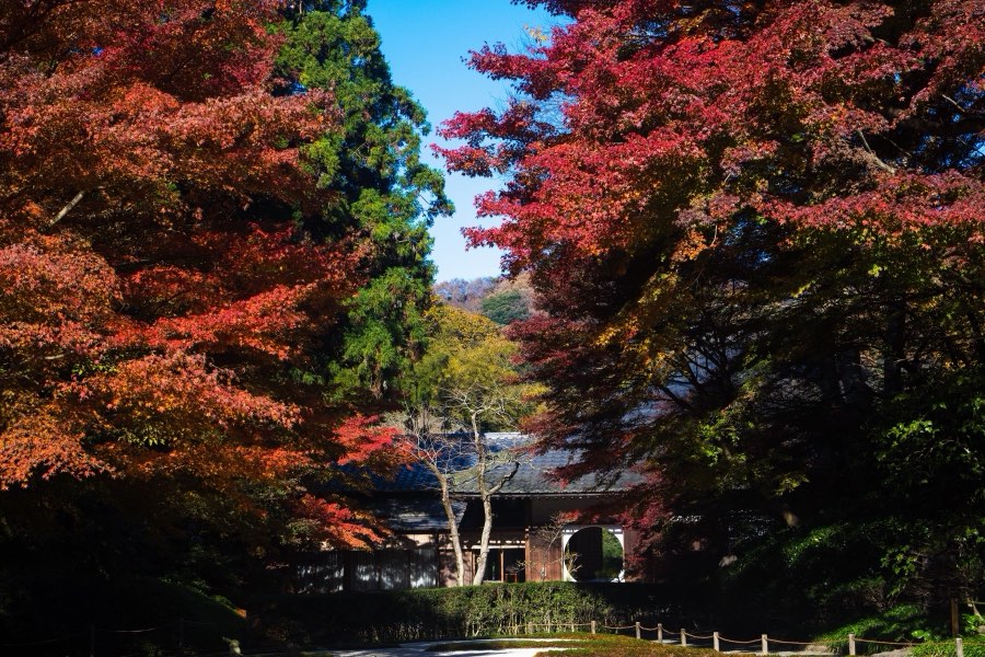 Kanagawa, Autumn 2017, Japan. Photograph by Jordy Meow