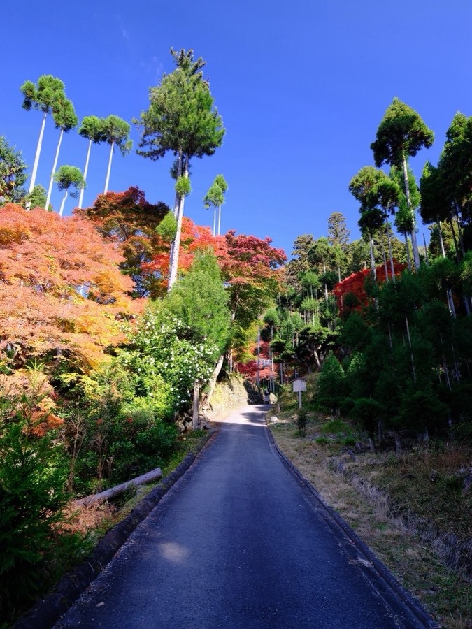 Kyoto, Autumn 2022, Japan. Photograph by Jordy Meow