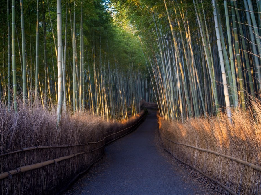 Kyoto, Spring 2020, Japan. Photograph by Jordy Meow