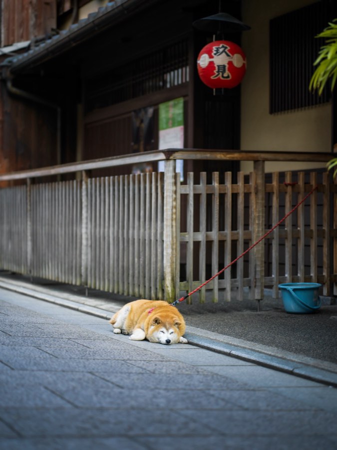 Kyoto, Spring 2020, Japan. Photograph by Jordy Meow