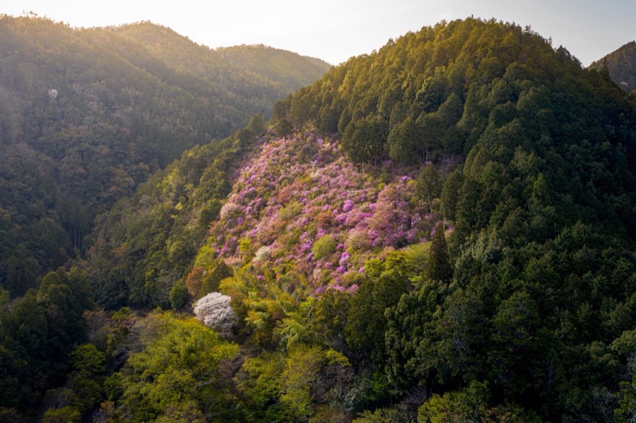 Kyoto, Spring 2019, Japan. Photograph by Jordy Meow