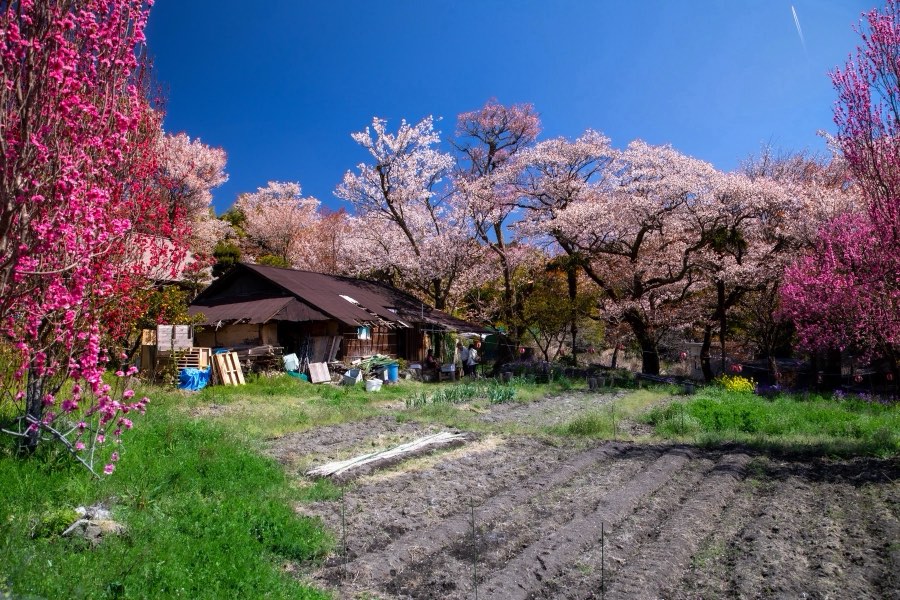 Mie, Spring 2019, Japan. Photograph by Jordy Meow