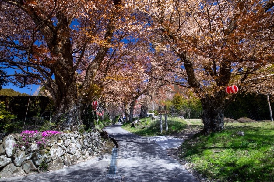 Mie, Spring 2019, Japan. Photograph by Jordy Meow