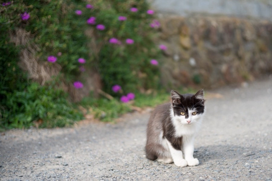 Miyagi, Autumn 2016, Japan. Photograph by Jordy Meow