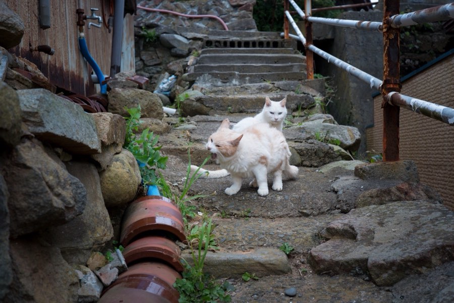 Miyagi, Autumn 2016, Japan. Photograph by Jordy Meow