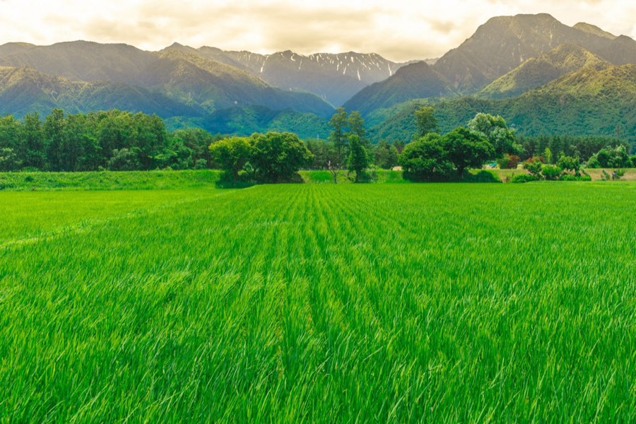 Nagano, Summer 2012, Japan. Photograph by Jordy Meow
