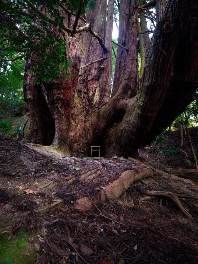 Nara, Autumn 2022, Japan. Photograph by Jordy Meow