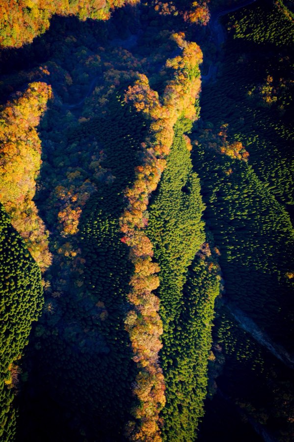 Nara, Autumn 2019, Japan. Photograph by Jordy Meow