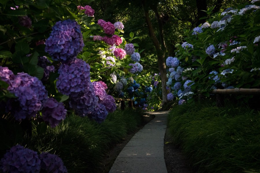 Nara, Summer 2016, Japan. Photograph by Jordy Meow