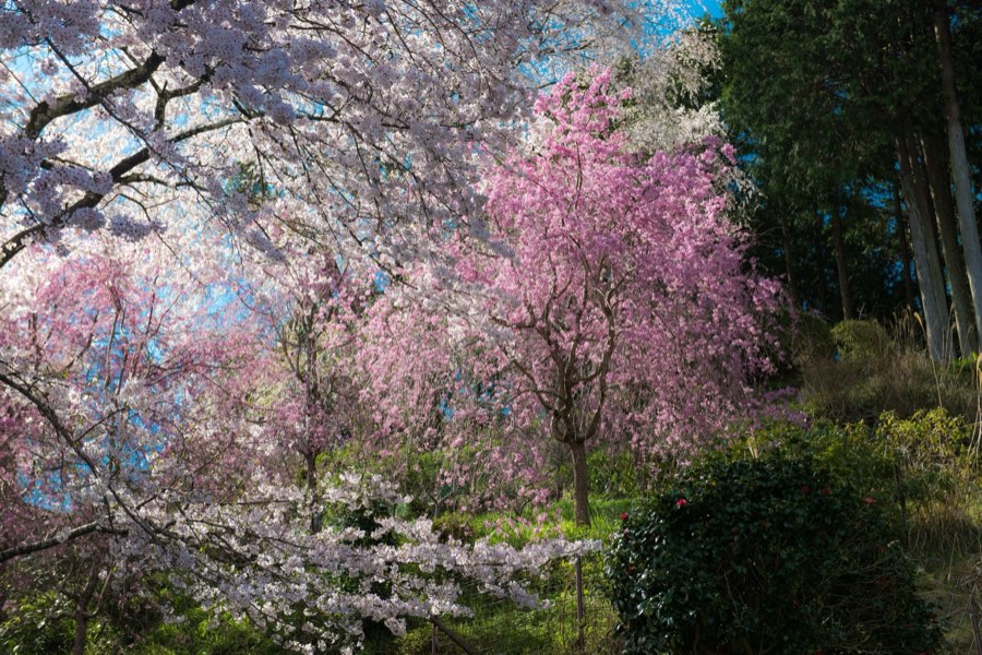 Nara, Spring 2016, Japan. Photograph by Jordy Meow