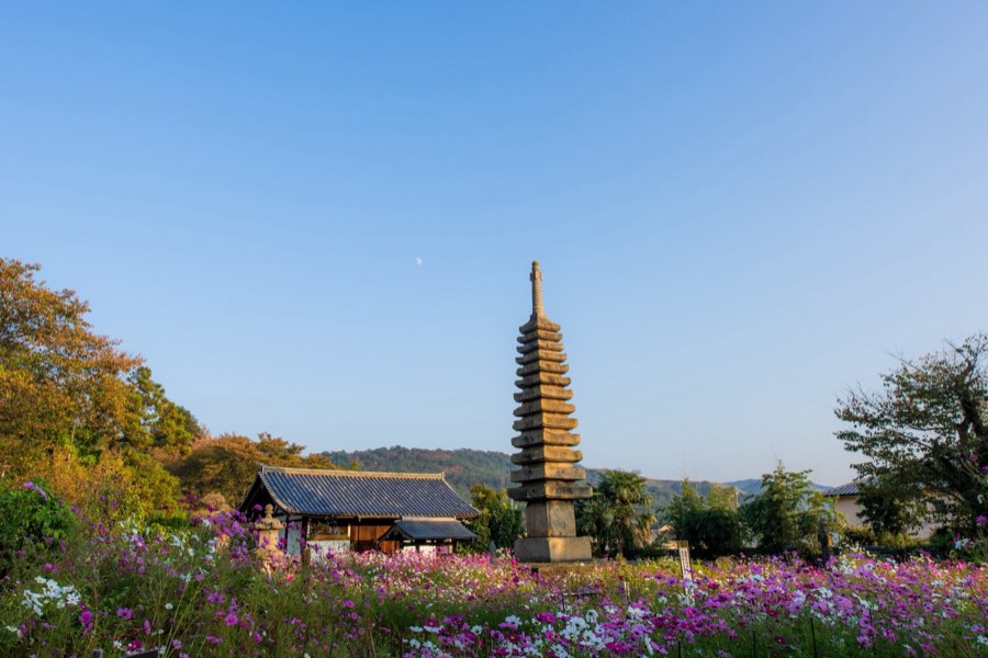 Nara, Autumn 2015, Japan. Photograph by Jordy Meow