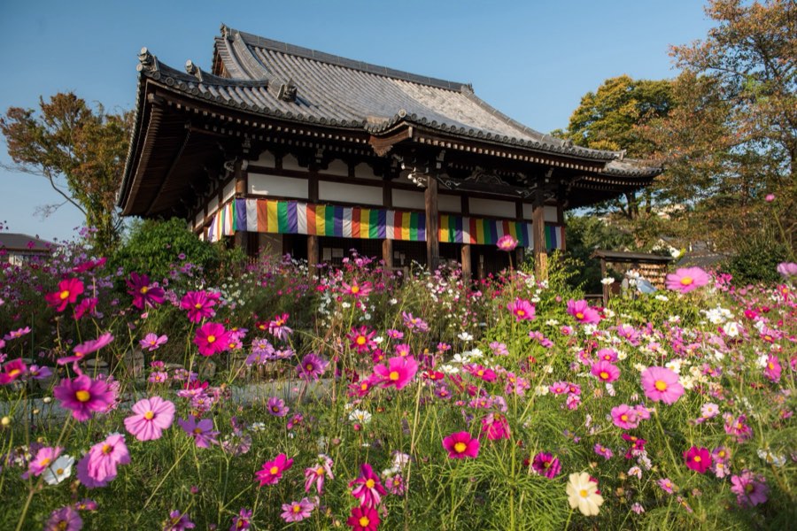 Nara, Autumn 2015, Japan. Photograph by Jordy Meow