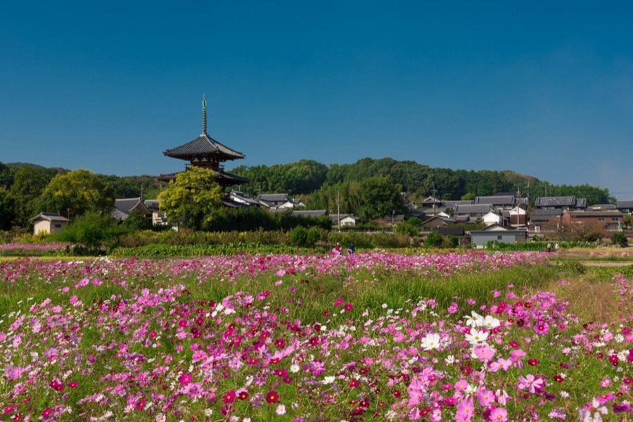 Nara, Autumn 2015, Japan. Photograph by Jordy Meow