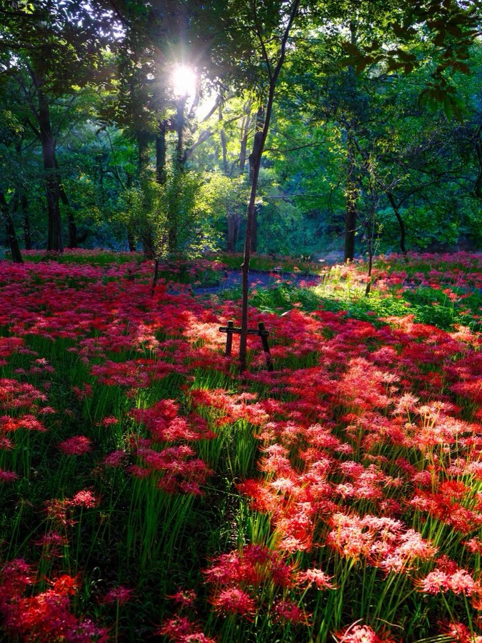 Saitama, Autumn 2022, Japan. Photograph by Jordy Meow
