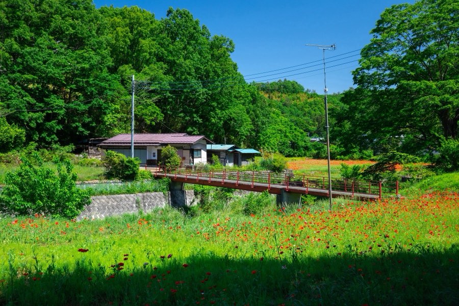 Saitama, Spring 2019, Japan. Photograph by Jordy Meow
