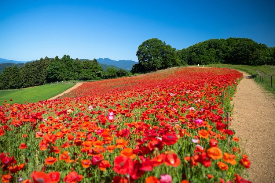 Saitama, Spring 2019, Japan. Photograph by Jordy Meow