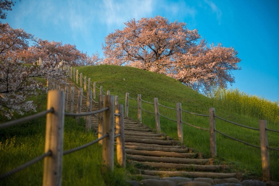 Saitama, Spring 2017, Japan. Photograph by Jordy Meow