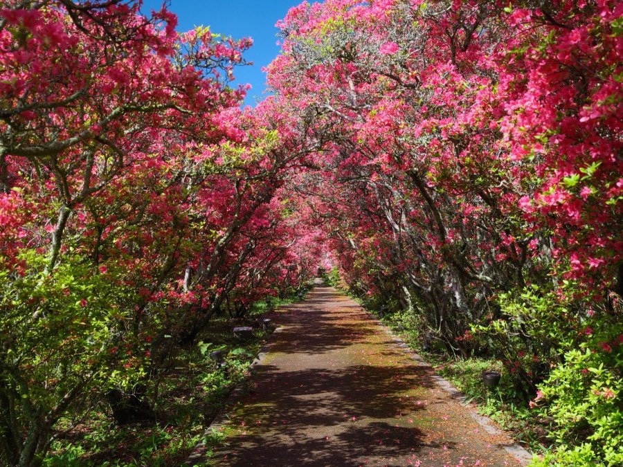 Shizuoka, Spring 2022, Japan. Photograph by Jordy Meow