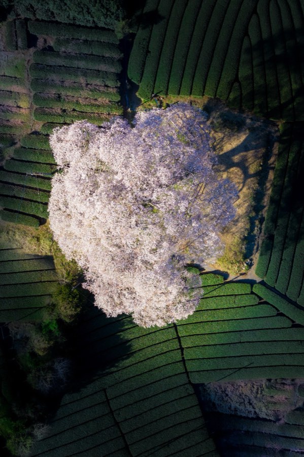 Shizuoka, Spring 2019, Japan. Photograph by Jordy Meow
