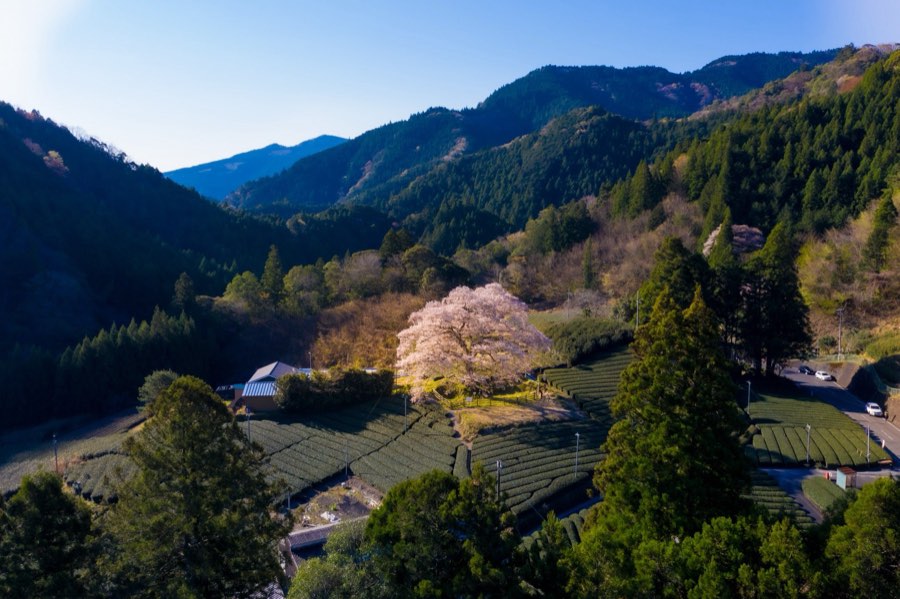 Shizuoka, Spring 2019, Japan. Photograph by Jordy Meow
