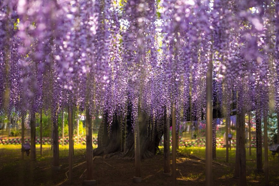Tochigi, Spring 2017, Japan. Photograph by Jordy Meow