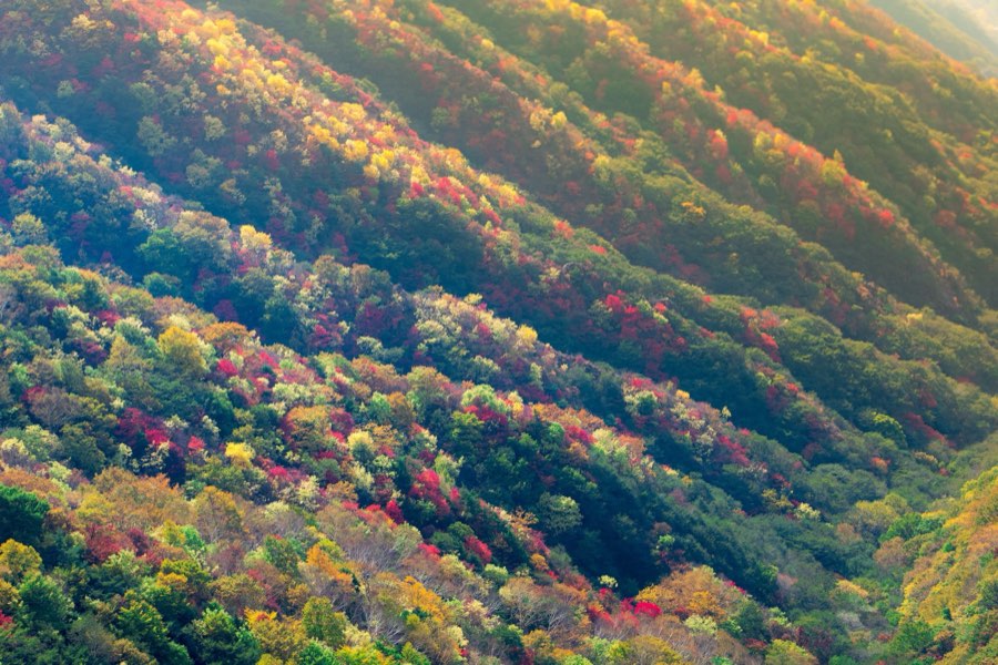 Tochigi, Autumn 2012, Japan. Photograph by Jordy Meow