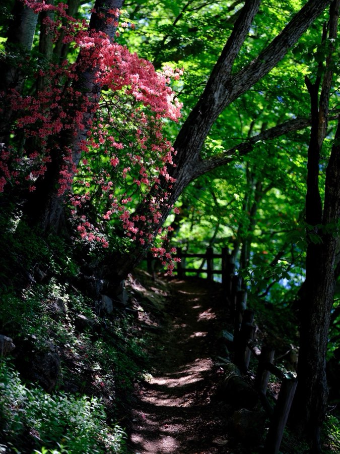Tochigi, Summer 2021, Japan. Photograph by Jordy Meow