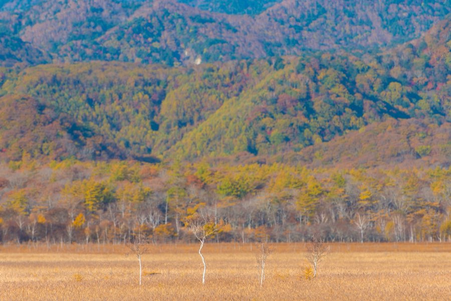 Tochigi, Autumn 2012, Japan. Photograph by Jordy Meow