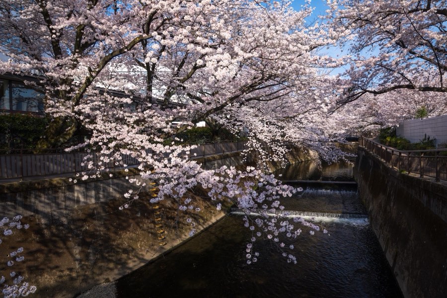 Tokyo, Spring 2018, Japan. Photograph by Jordy Meow