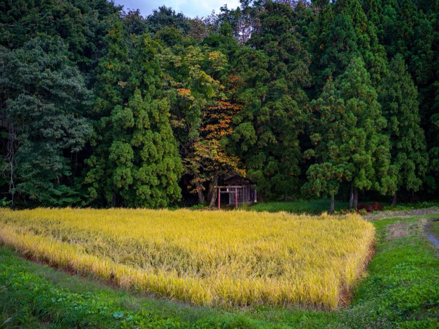 Yamagata, Autumn 2020, Japan. Photograph by Jordy Meow