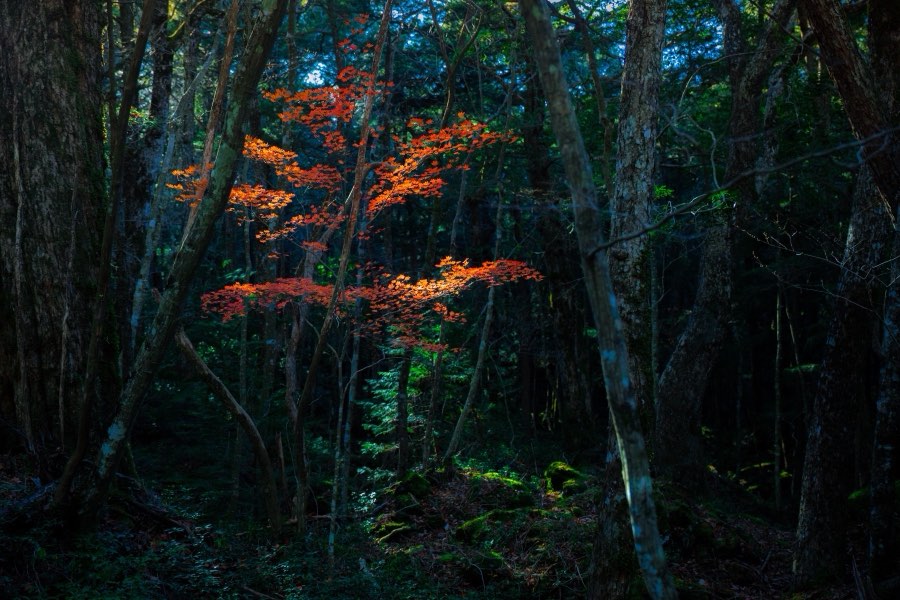 Yamanashi, Autumn 2017, Japan. Photograph by Jordy Meow